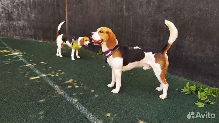 Передержка животных