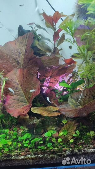 Аквариумные растения Анубиас