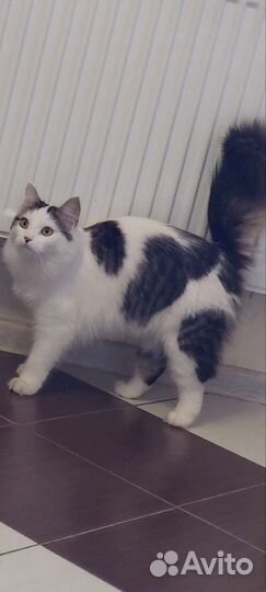 Кошки в добрые руки бесплатно