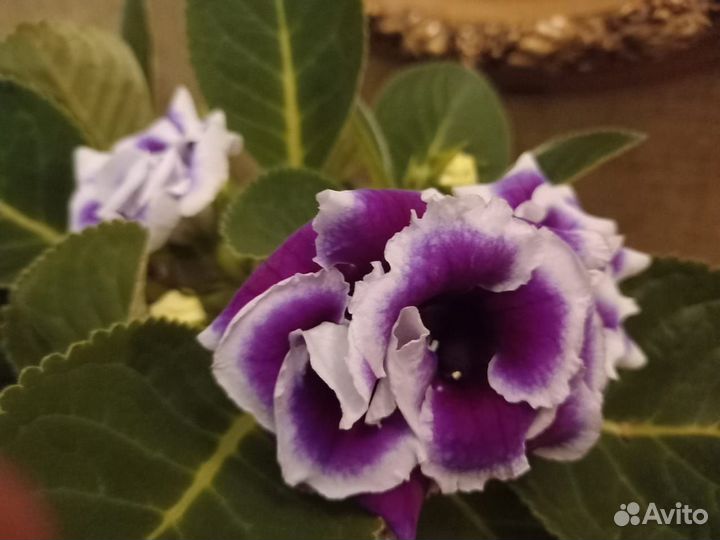 Комнатные растения цветущие