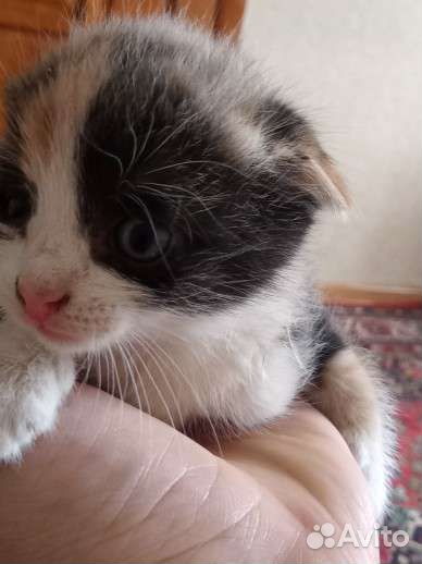 Котята в добрые руки вислоухий
