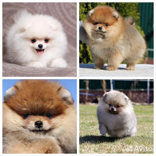 Померанские Шпицы белые и цветные, мини и стандарт