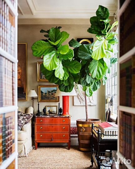 Фикус лирата