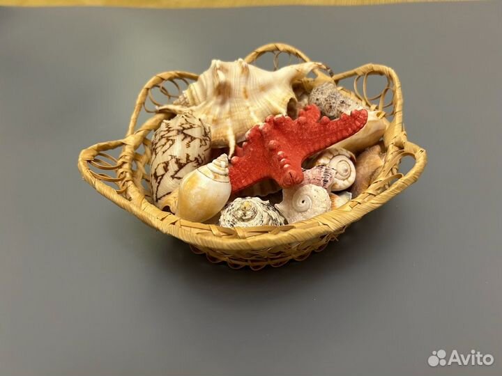 Ракушки морские