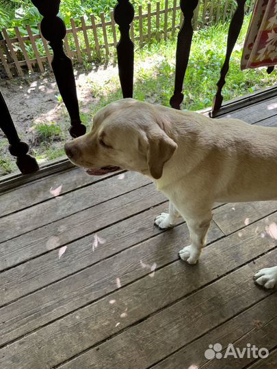 Лабрадор в добрые руки