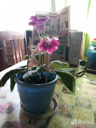 Комнатные цветы