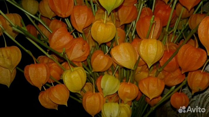 Выборг, Физалис декоративный