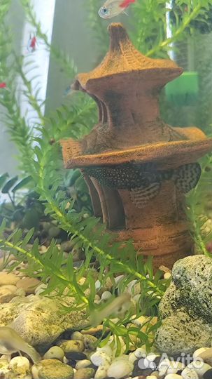 Аквариумные рыбки