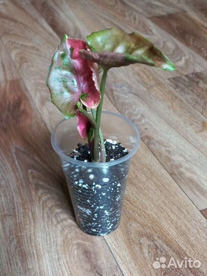 Комнатные растения цветы