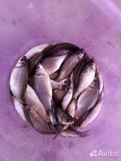 Живец карась