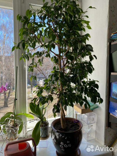 Фикус бенджамина большой