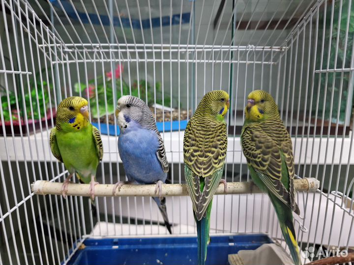 Волнистый попугай