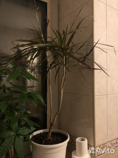 Драцена в горшке