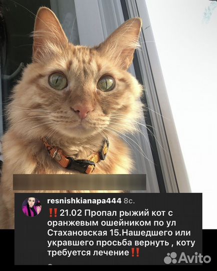 Рыжий кот