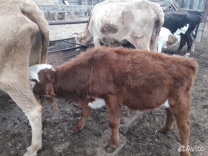 Домашние животные