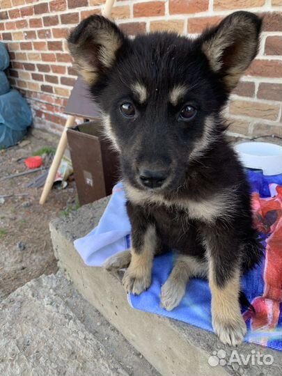 Щенок отдам бесплатно, в хорошие руки