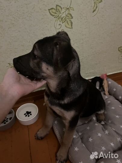 Щенок в добрые руки бесплатно