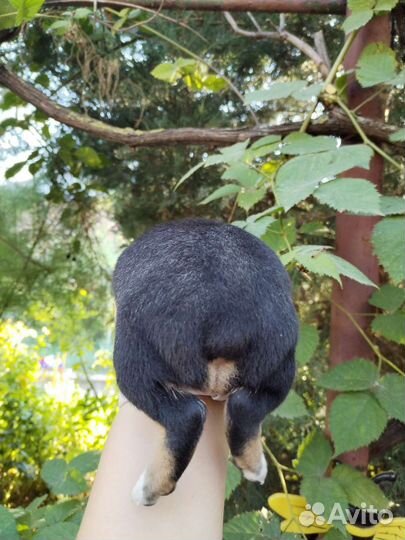 Той-терьер щенок