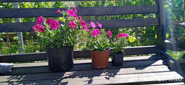 Петуния тайдалы