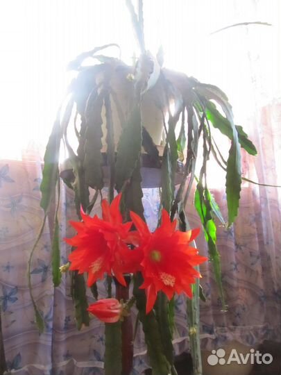 Кактус эпифилум