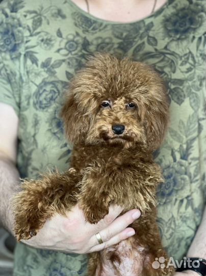 Той-пудель тедди мальчик