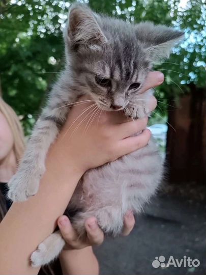 Бэлла ищет дом