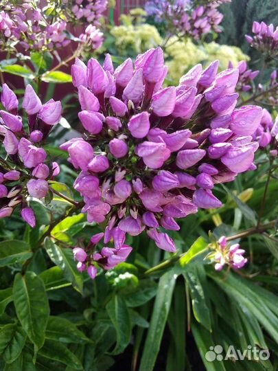 Флоксы в ассортименте