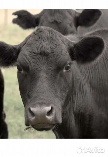 Телки Обердины