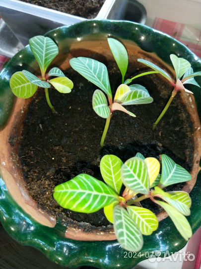 Комнатное растение Молочай