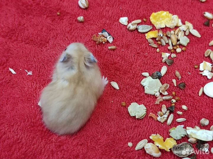 Красивые джунгарские хомячки из питомника