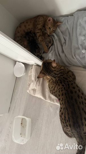 Котята саванна