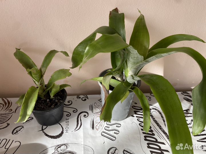 Эхмея, цветы комнатный растения