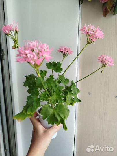 Пеларгония герань