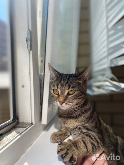 Кошка