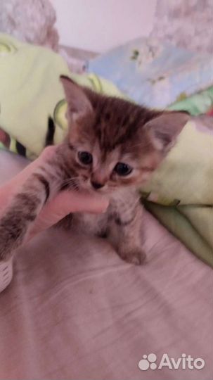 Кошка бесплатно