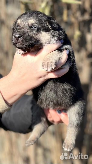 Щенки восточноевропейской овчарки