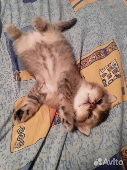 Британские котята шиншилы