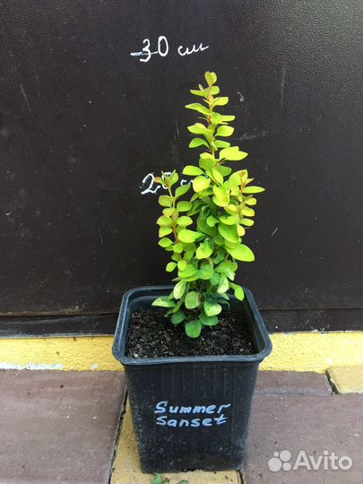 Саженцы декоративных растений