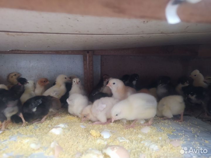 Цыплята