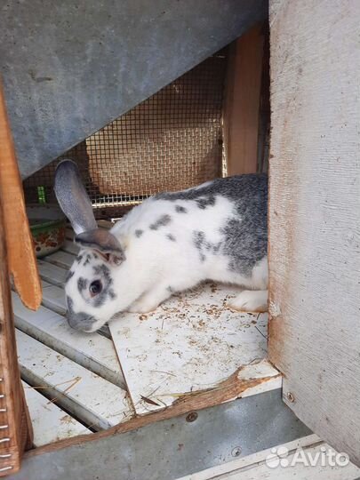 Кролик девочка