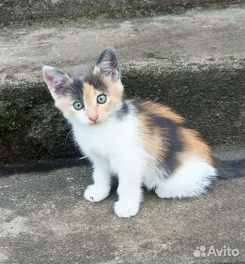 Кошка в дар бесплатно