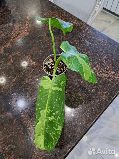 Филодендрон конго грин марбл
