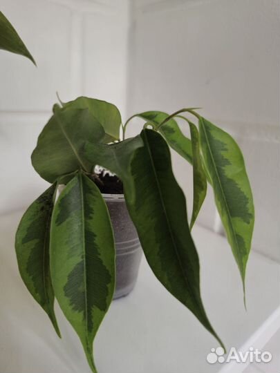 Фикус Анастасия