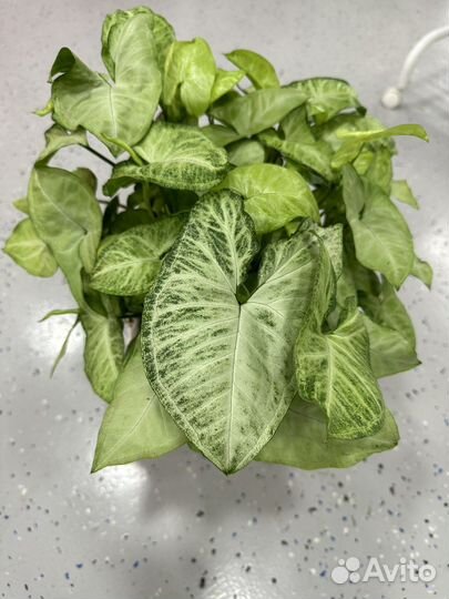 Сингониумы