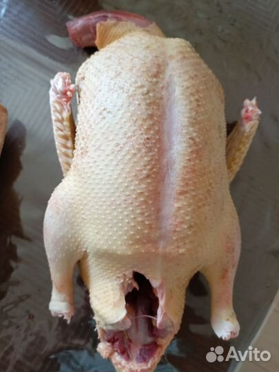 Мускусные утки