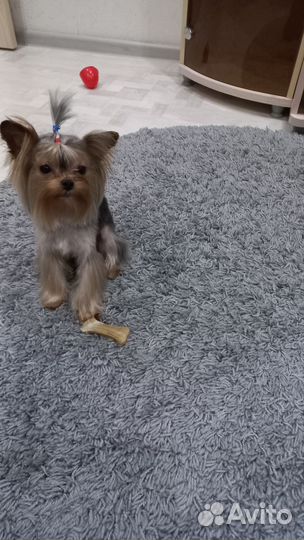 Йоркширский терьер