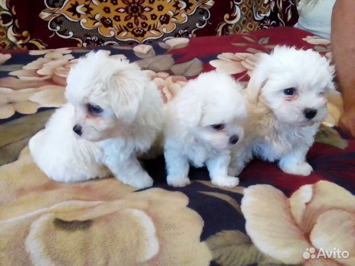 Щенки мальтезер