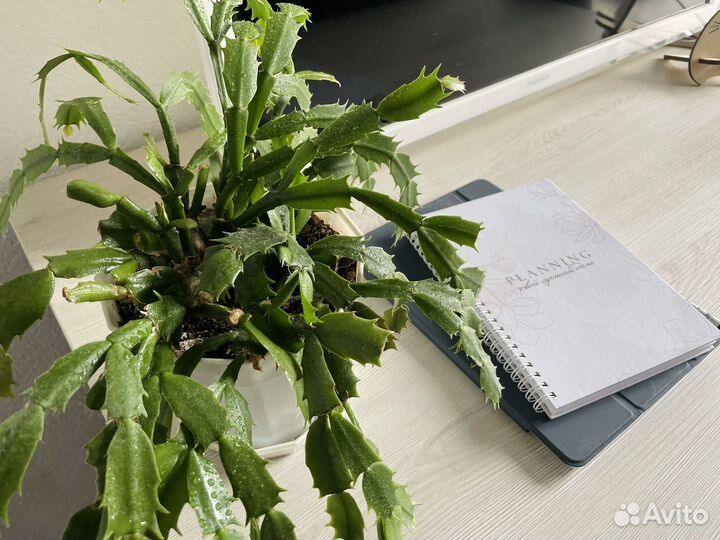 Домашний комнатный цветок растение Декабрист