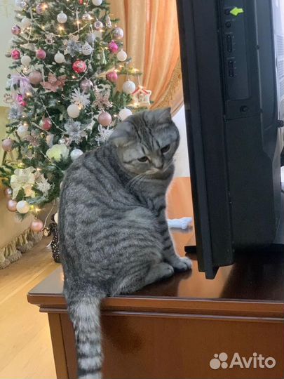 Кошка в аренду