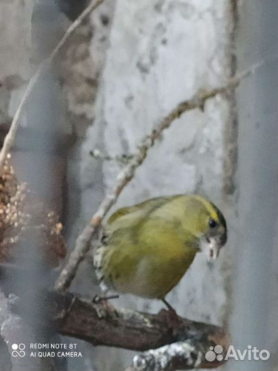 Певчие птицы